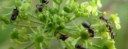 Ants | Flat Rate Carpet Blog