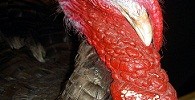 Turkey Pardon | Flat Rate Carpet Blog