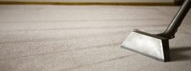 Keeping your carpet clean with a dog