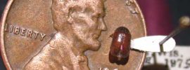 carpet beetle